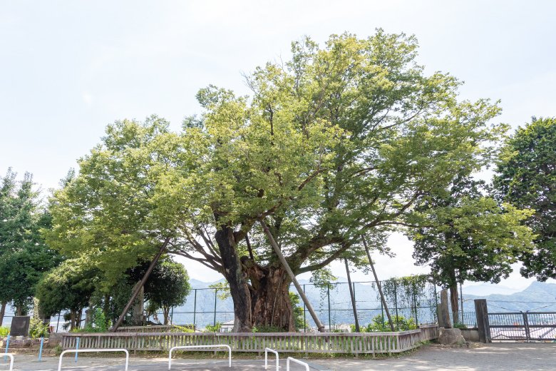 ⛩️ 히타치 제3신궁 요시다 신사 이미지 7